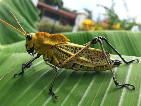 Fotos Gratis Naturaleza Fauna Invertebrado Langosta Insectos