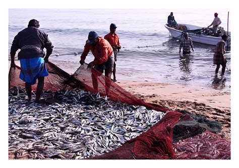 Gambar Alam Jaring Ikan Penangkapan Ikan Nelayan Rekreasi Bersih