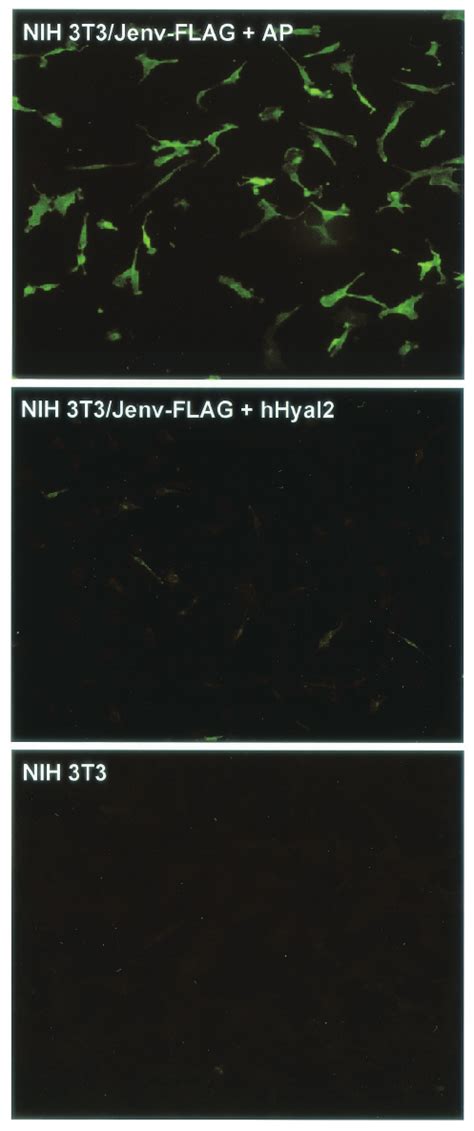 Hyal2 Expression Reduces JSRV Env Protein Levels NIH 3T3 Cells