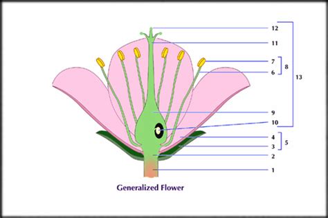 Floral Parts