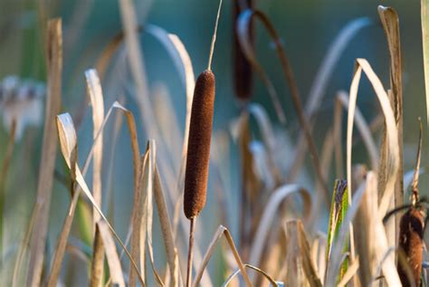 รูปภาพJuncus – เลือกดูภาพถ่ายสต็อก เวกเตอร์ และวิดีโอ2,154 | Adobe Stock