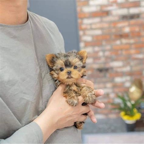 Adorable Yorkie Puppies