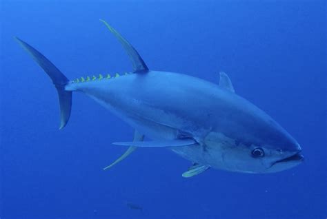 Yellowtail Tuna