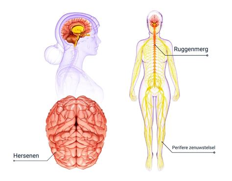 Voorkeur Vrouwelijk Lichaam Anatomie