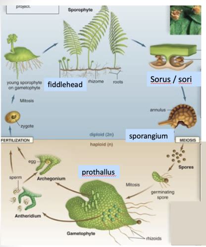 Exam 2 BIO Kingdom Plantae Flashcards Quizlet