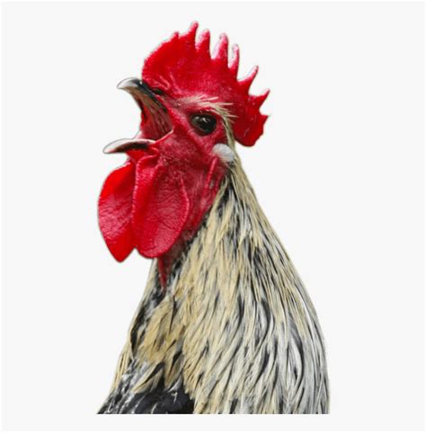 Chicken Screaming Png , Free Transparent Clipart - ClipartKey