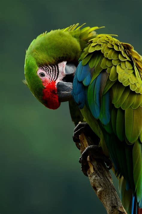 Parrot Bird Colorful Plumage Animal Green Clean Animal World