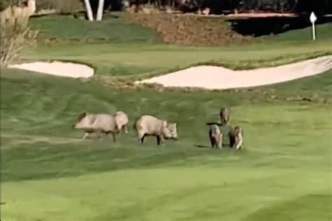 Herd Of Wild Pigs Keep Tearing Up Arizona Golf Course The Independent