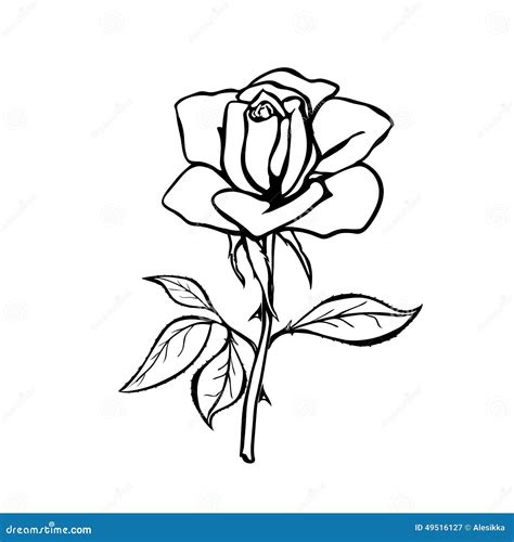 Knumathise Realistic Rose Drawing Outline Images