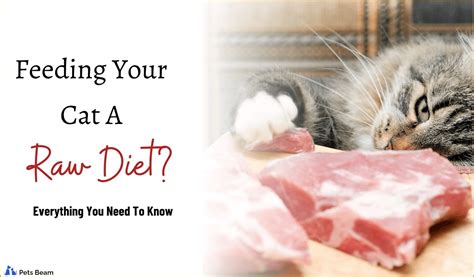 Feeding Your Cat A Raw Diet Everything You Need To Know