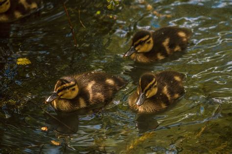 Rouen Ducklings on Water · Free Stock Photo