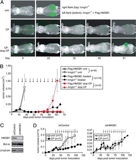 Dna Alkylating Therapy Induces Tumor Regression Through An Hmgb1