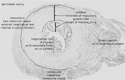 Hls Female Reproductive System Isthmus Distal Low Mag Labeled