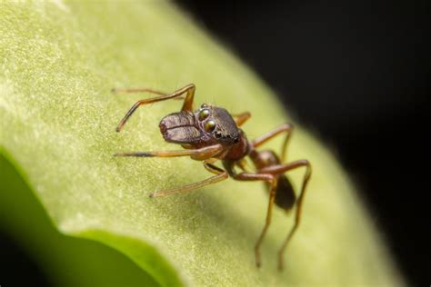 Do Ant Mimic Spiders Bite What S That Bug