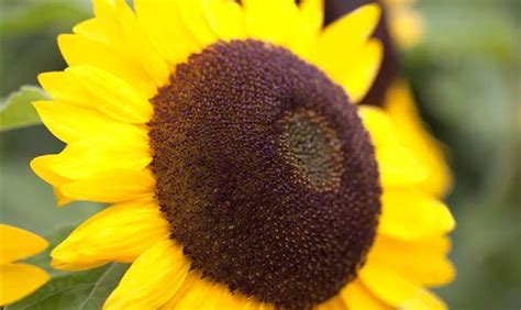 Helianthus Annuus Big Smile Pflanze Pflege And Tipps Floragard