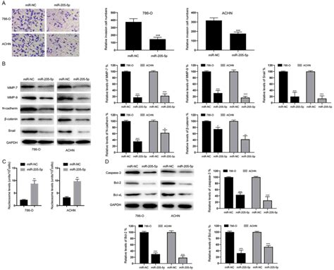 Mirna P Functions As A Tumor Suppressor By Negatively Regulating