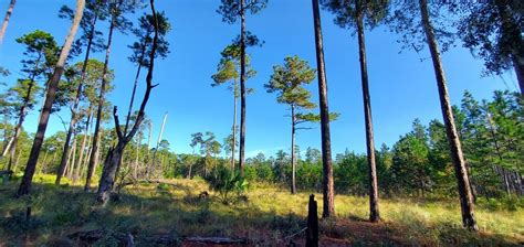 Morningside Nature Center Gainesville 2022 Lo Que Se Debe Saber