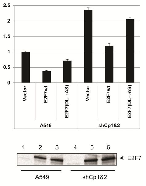 Ctbp Proteome Role Of Ctbp In E F Mediated Repression And Cell