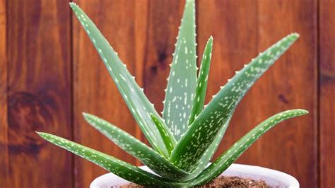 Aloe Vera Plant Transplanting Reproduction Feeding Aloe Vera Varieties