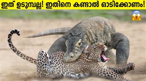 ഈ ജവയ കണടൽ ഓട രകഷപപടണ Komodo Dragon Explained Malayalam