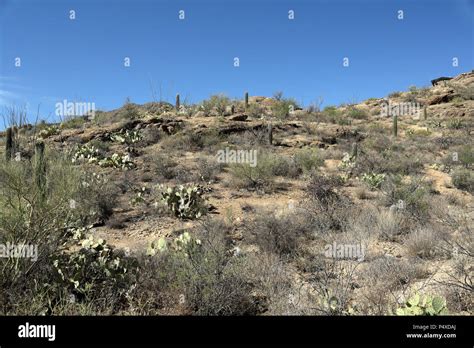 Saguaro Cacti And Rock Formations In The Arizona Sonoran Desert West Of