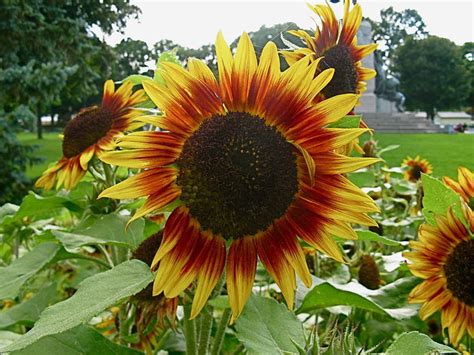 Semillas De Girasol Gigante Rojo Enano Paquete De Etsy