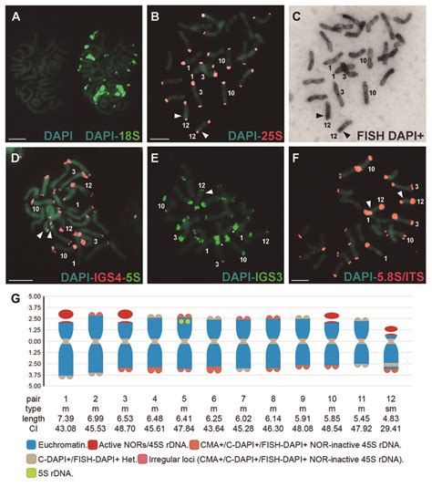 Conventional And Molecular Cytogenetics Characterization Of C Baccatum Download Scientific