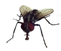 fly png images   transparent background