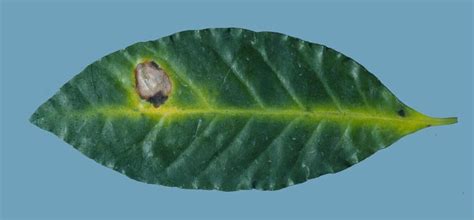 Coffee | Diseases and Pests, Description, Uses, Propagation