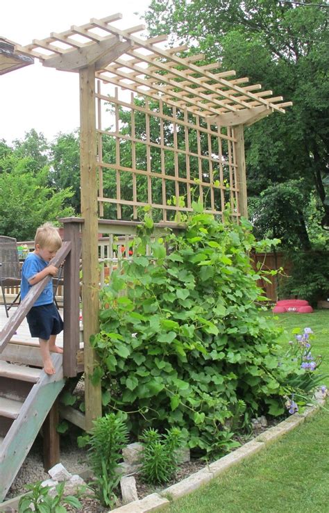 Pergola | Backyard trellis, Backyard landscaping, Grape arbor