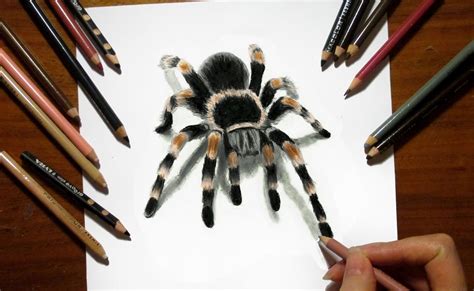 How To Draw A Tarantula Spider