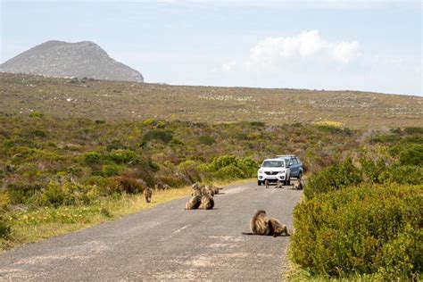 Table Mountain National Park Cabinets Matttroy