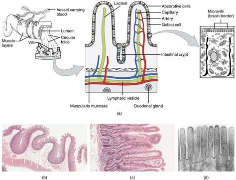 Pin On Histology Small Intestine