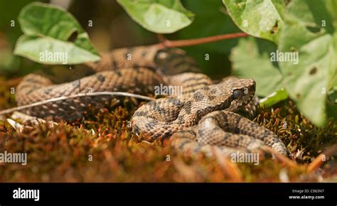 Asp Viper Vipera Aspis Stock Photo Alamy