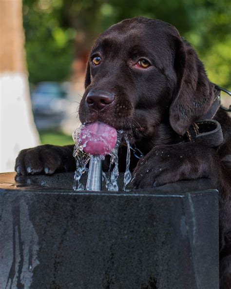 Keeping Your Dog Hydrated — Funky Bunch Pet Care Llc