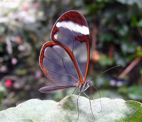 Save Our Beautiful Mother Nature: Glass Winged Butterfly