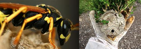 Yellowjacket Removal Extermination Bee Control Pittsburgh