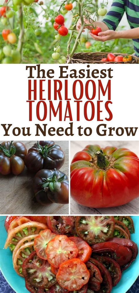 9 Easiest Heirloom Tomato Varieties To Grow In 2024 Heirloom Tomatoes