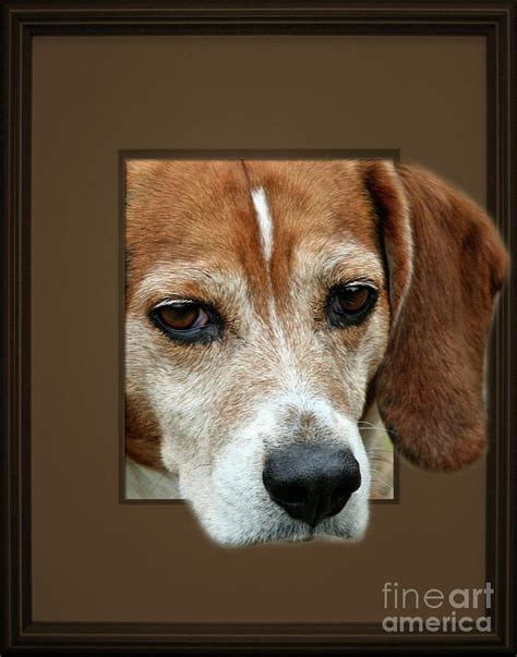 Beagle Peeking Out Photograph By Smilin Eyes Treasures Fine Art America