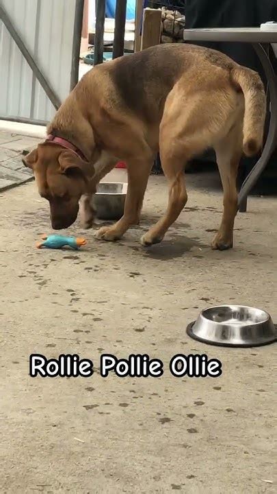My Rollie Pollie Ollie Is So Cute 🥰 Cutedog Dog Viralvideo Viral