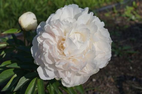 Mother S Choice Peony Halifax Perennials Inc