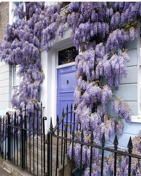 Wisteria Hysteria in Kensington, London. 💜💜📸@Pinterest . . . . #flowers ...