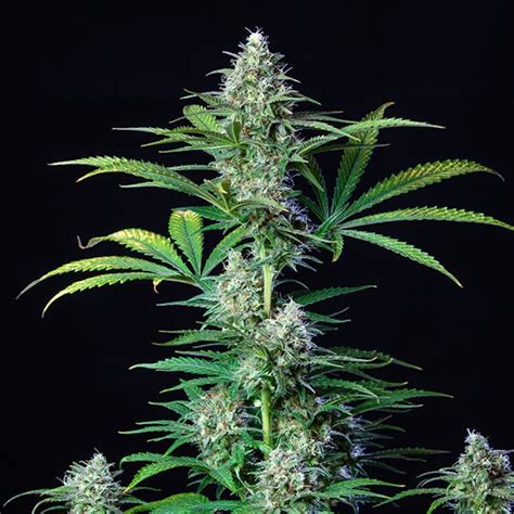 Get Your Royal Runtz Feminized Cannabis Seeds Royal Queen Seeds