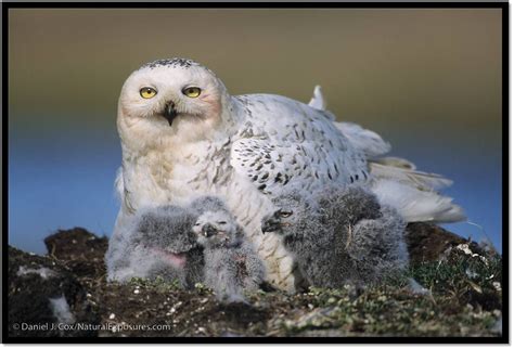 The Snowy Owl Project Barrow Alaska