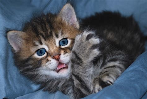 Siberian cat kitten « Nat Geo Adventure