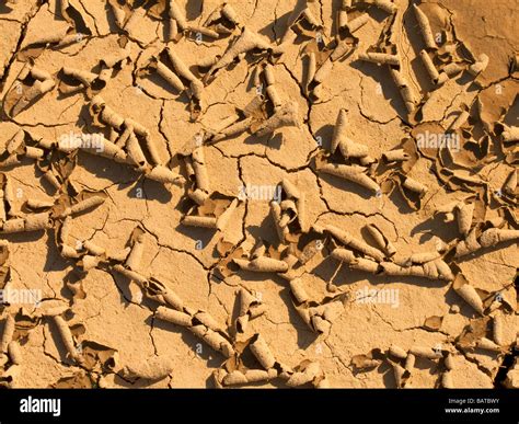 Soil Cracks Drought Extreme Dry Weather Stock Photo Alamy