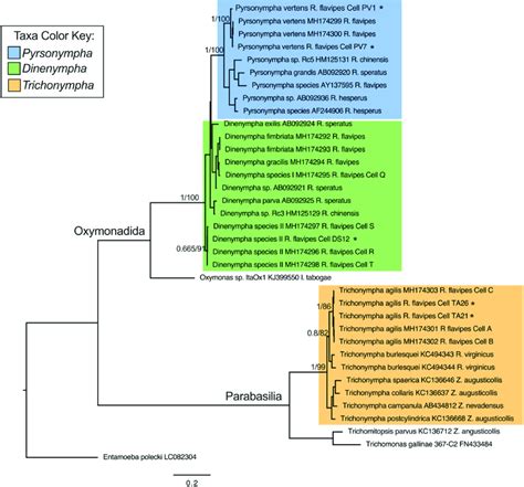 Protist 18s Rrna Gene Phylogeny 18s Rrna Genes Were Retrieved From