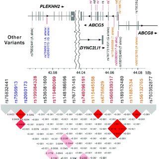 Linkage Disequilibrium Ld Map Of Plekhh Abcg And Abcg Region