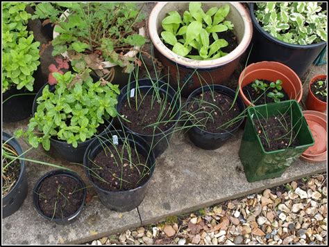 Marks Veg Plot Re Potting Leeks