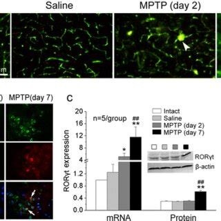 Mptp Induces Bbb Lesion And Th Cell Infiltration In The Snpc A A